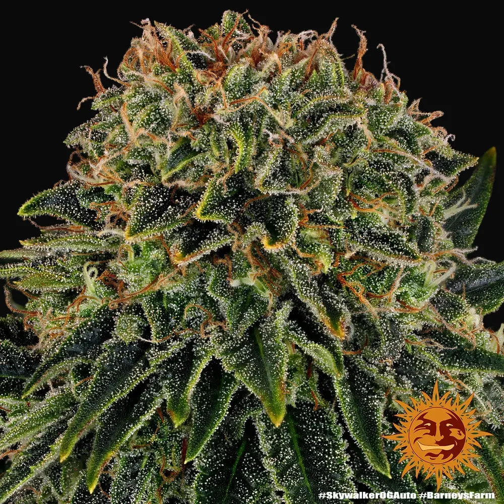Skywalker OG Auto