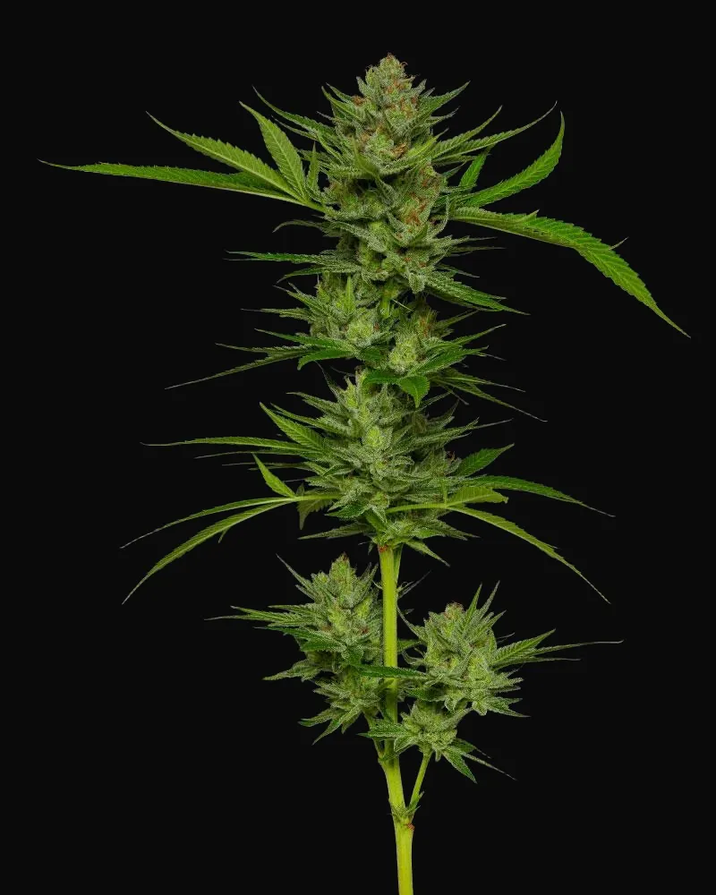 Slightly Stoopid Fruits