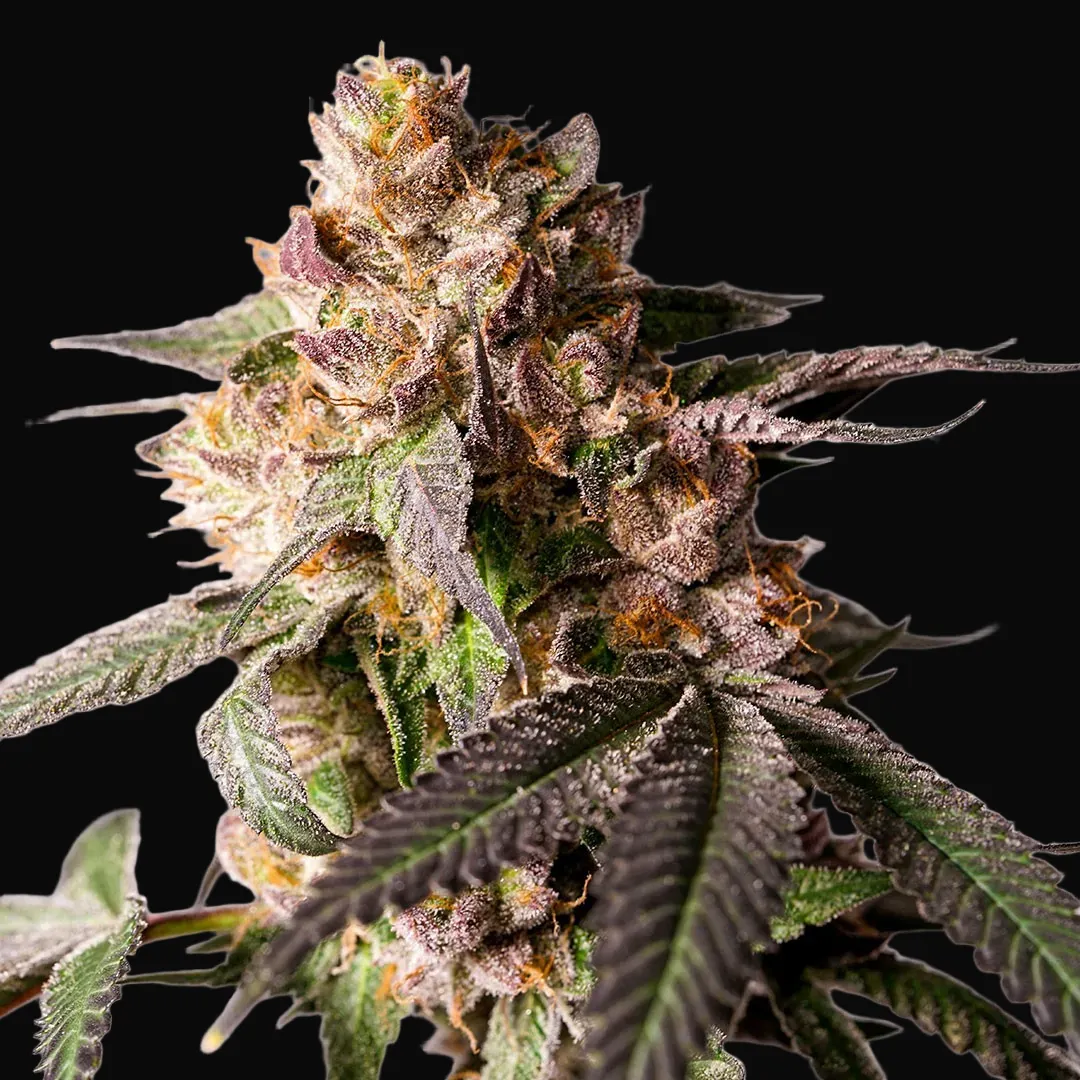 Slurricane Cookies