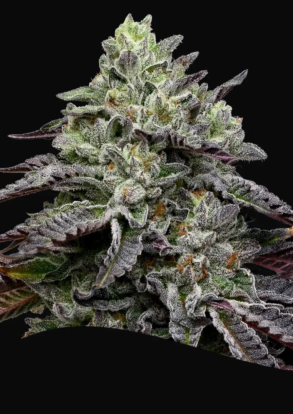 Smashberry Fumez