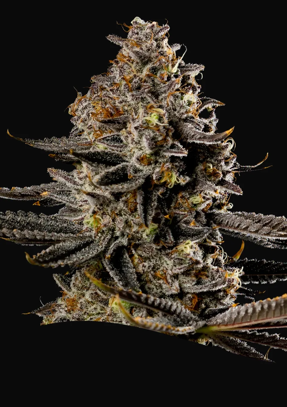 Smashberry Fumez Auto