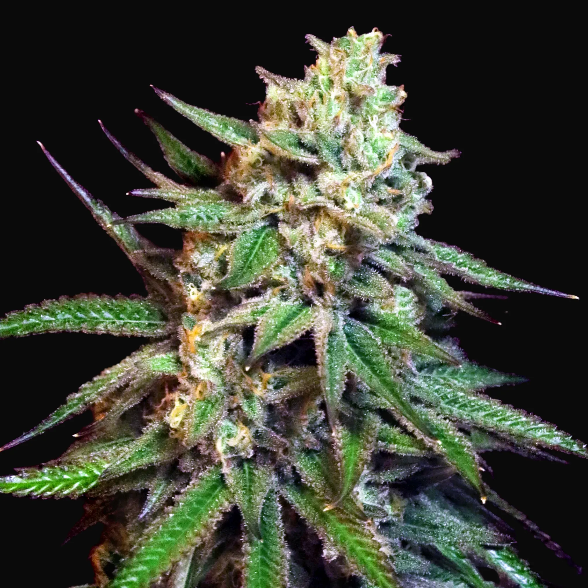 Snoop's Applefrizzle