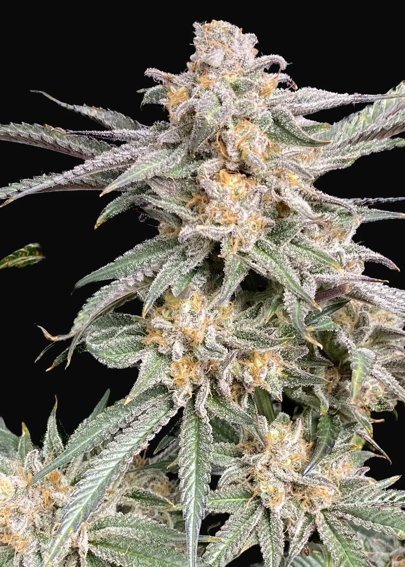 Snoop's Punch