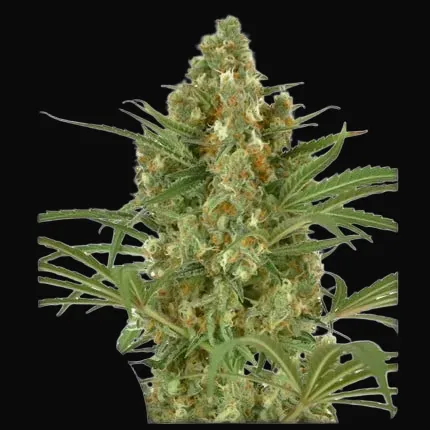 Snow Bud