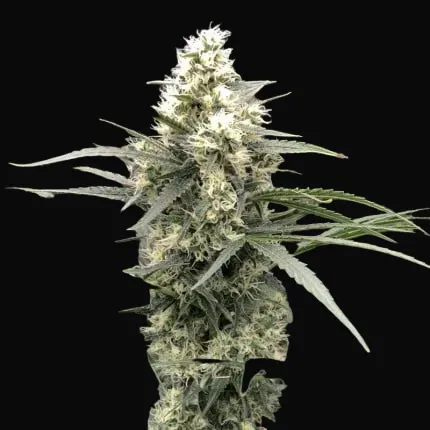 Snow Bud