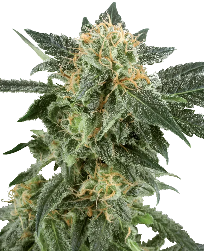 Snow Ryder Automatic