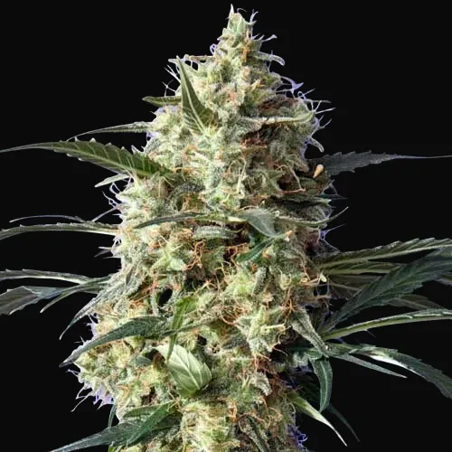Snow White