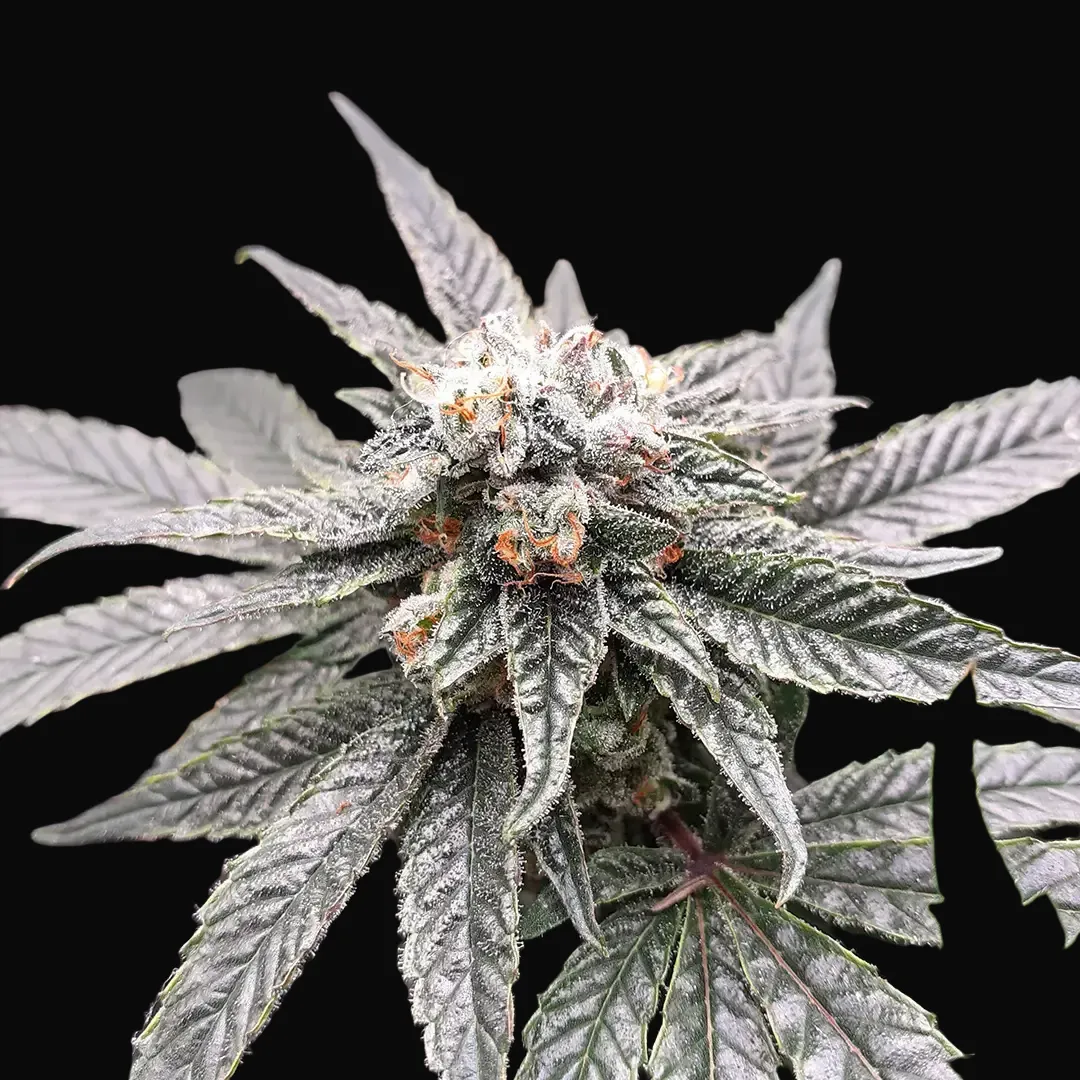 So G Kush