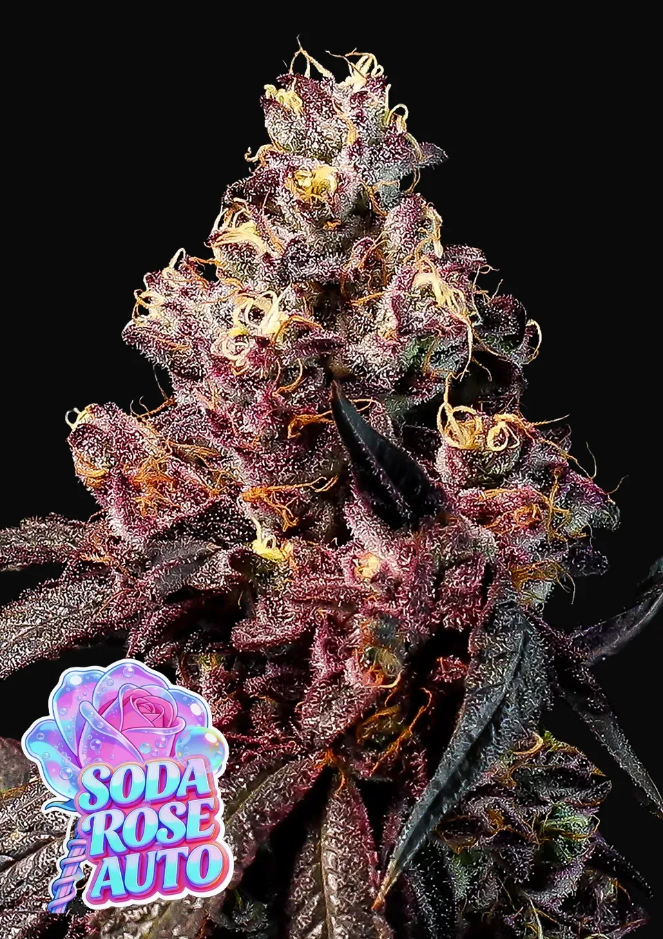 Soda Rose Auto
