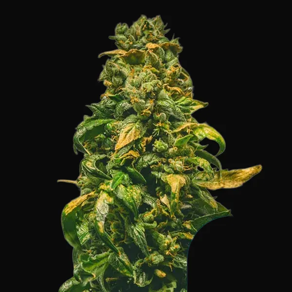 Solomatic CBD