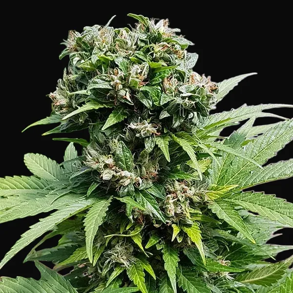 Solomatic CBD