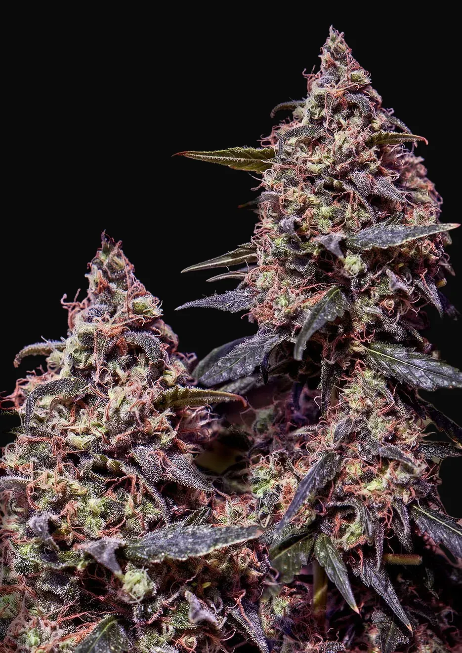 Somango 47