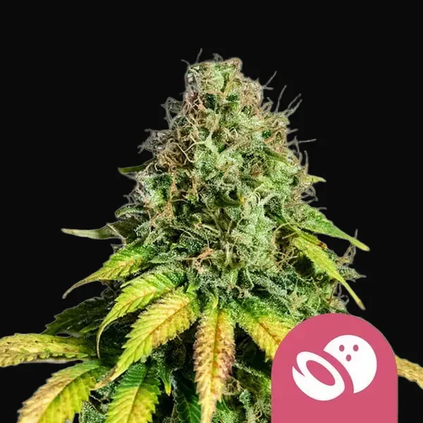 Somango XL