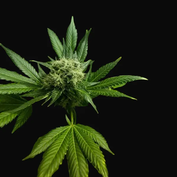 Somango XL
