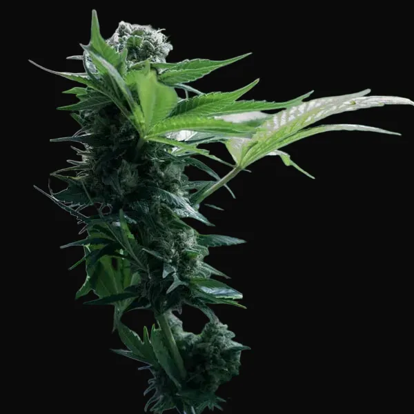 Somango XL