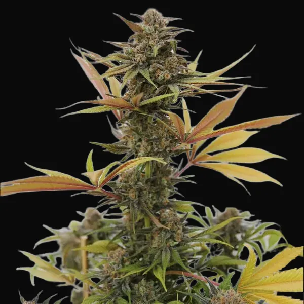 Somango XL