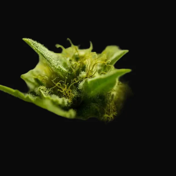 Somango XL
