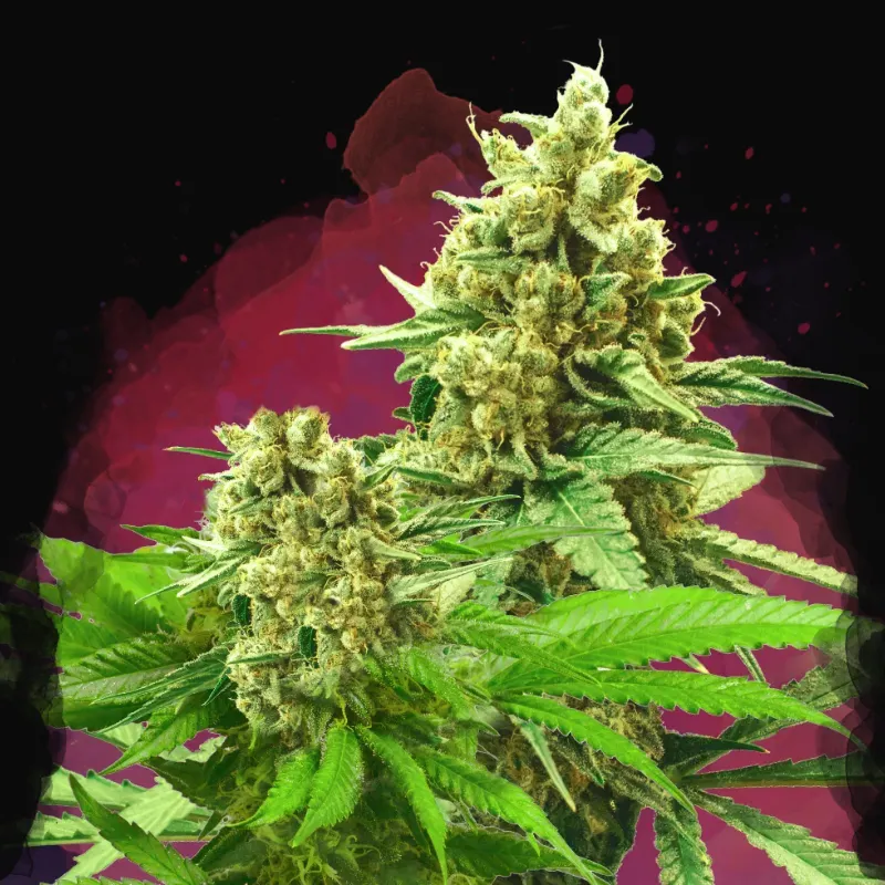 Somango XXL