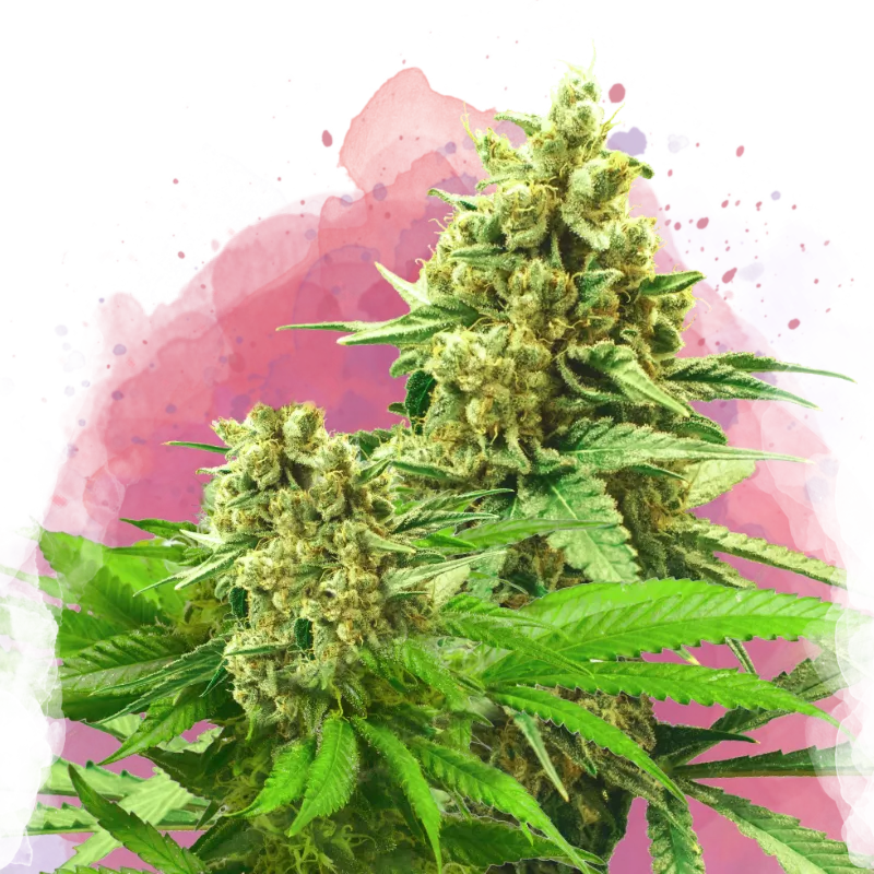 Somango XXL