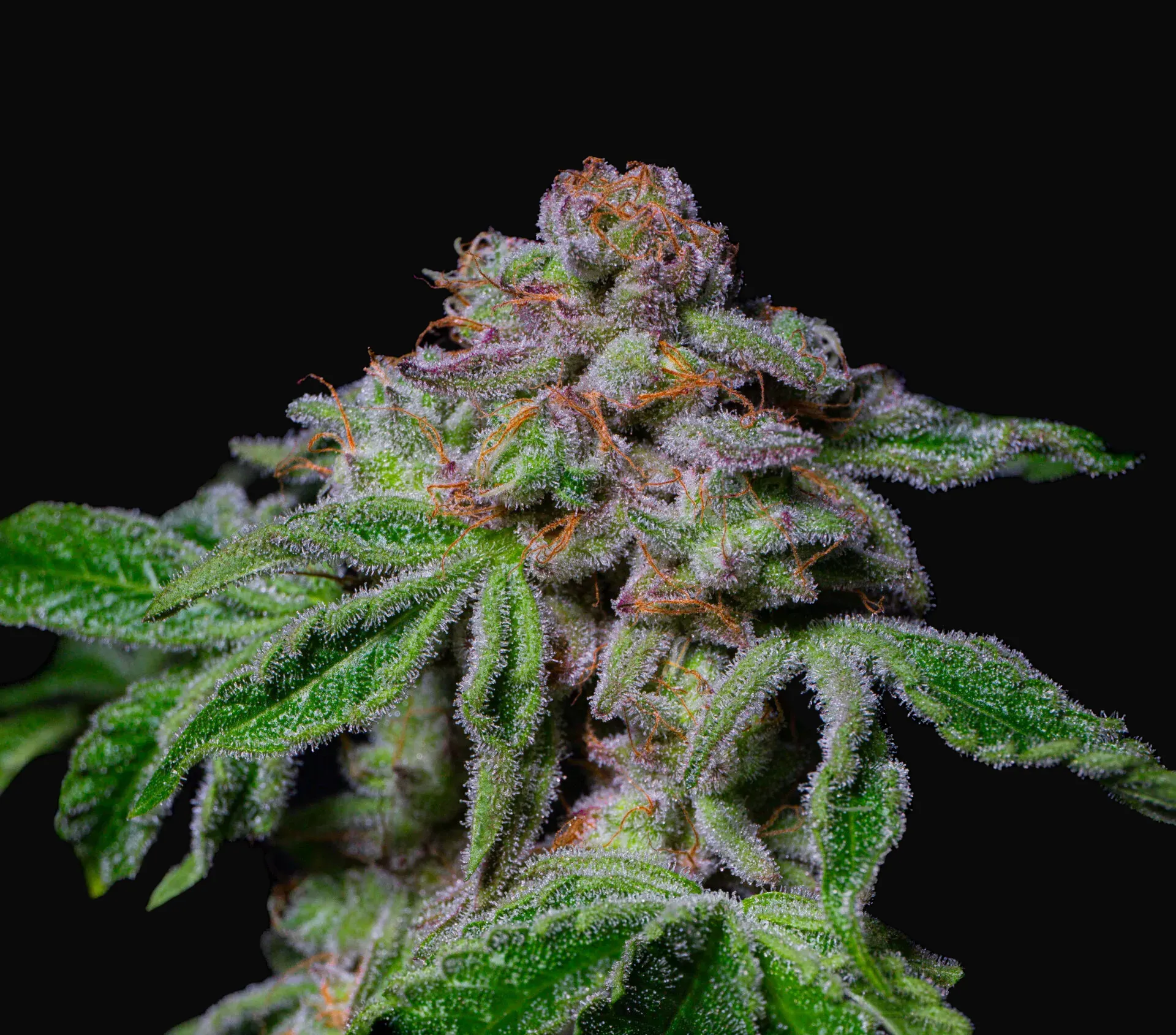 Sour Aloha