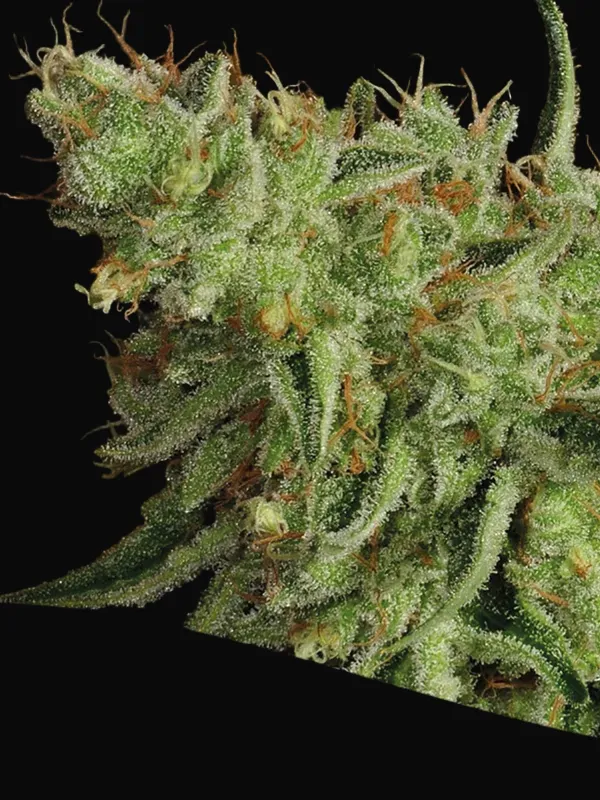 Sour Apple