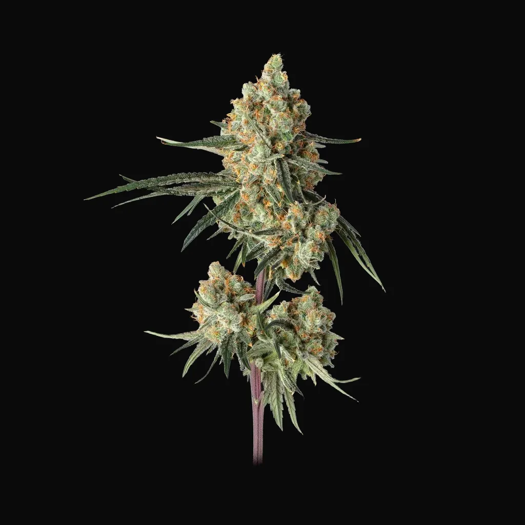 Sour Berry Shake