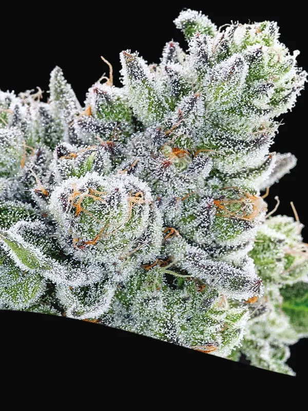 Sour Betty