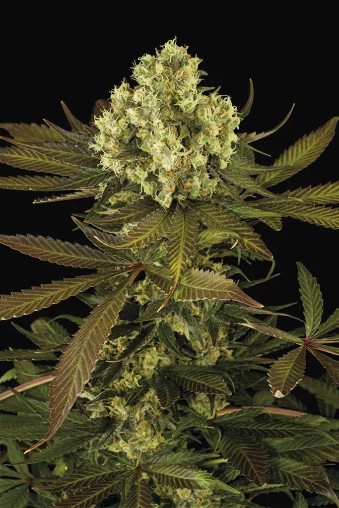 Sour Blueberry