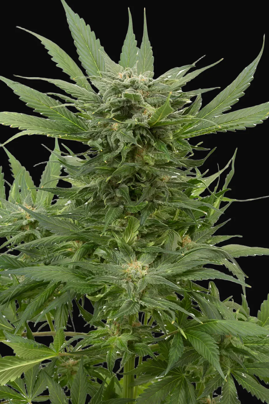 Sour Diesel Auto