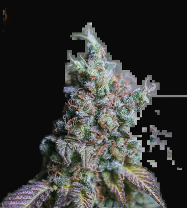 Sour Diesel Auto