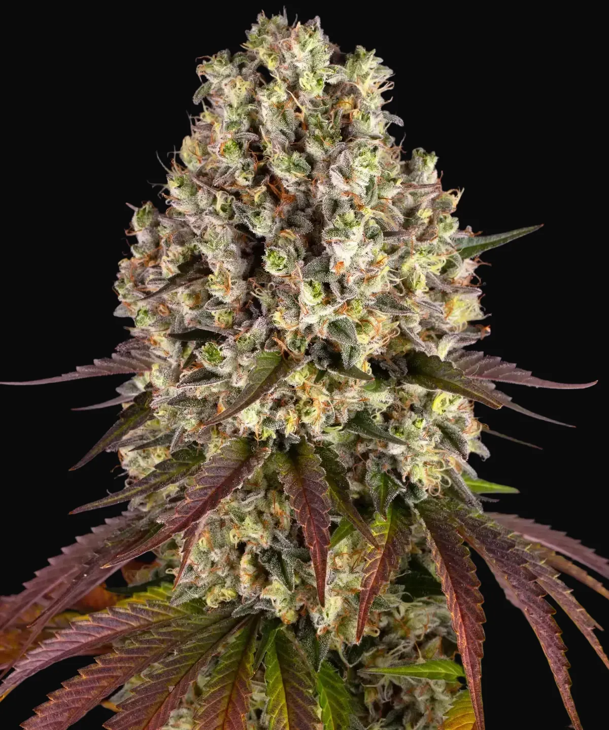 Sour Diesel