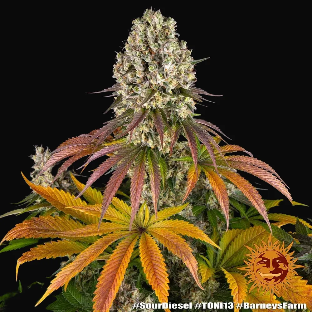 Sour Diesel