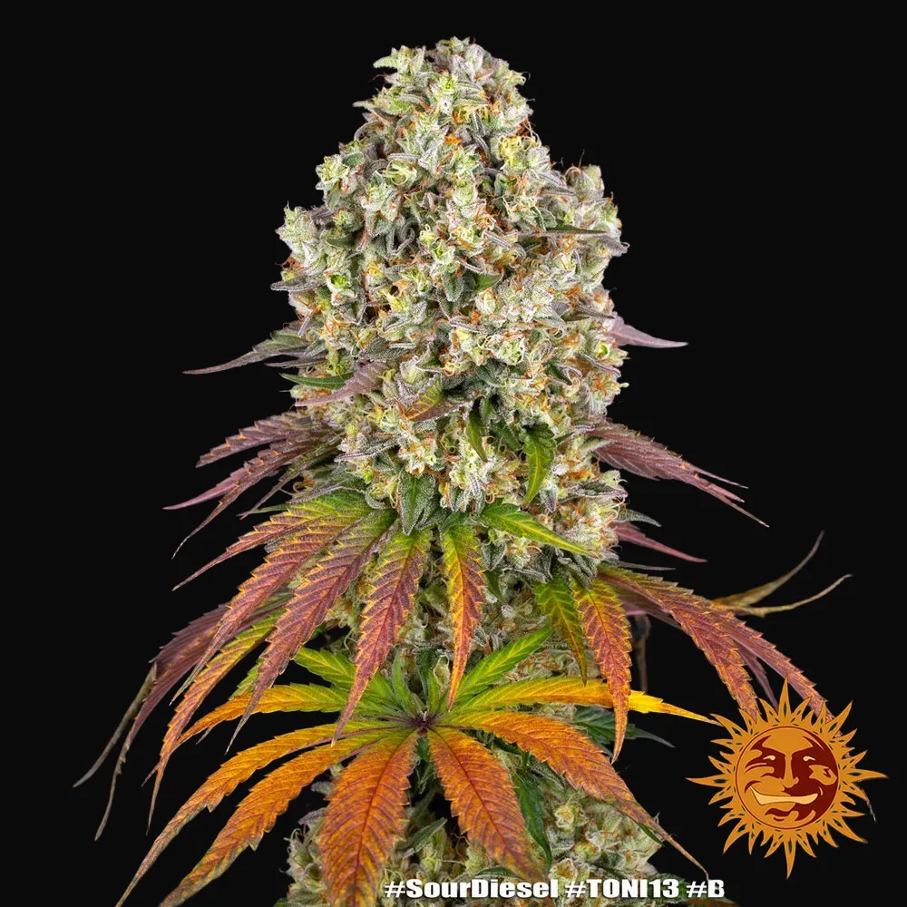 Sour Diesel