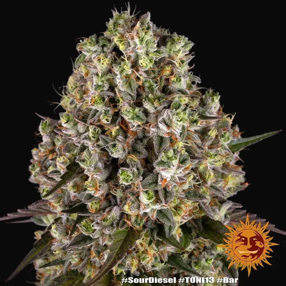 Sour Diesel