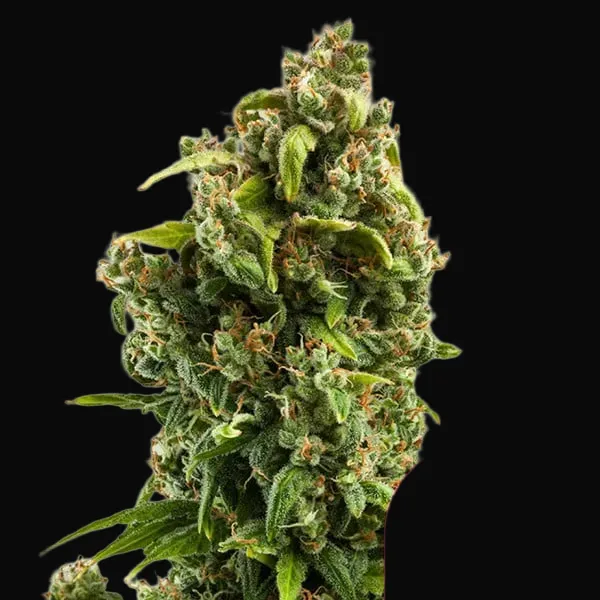 Sour Diesel