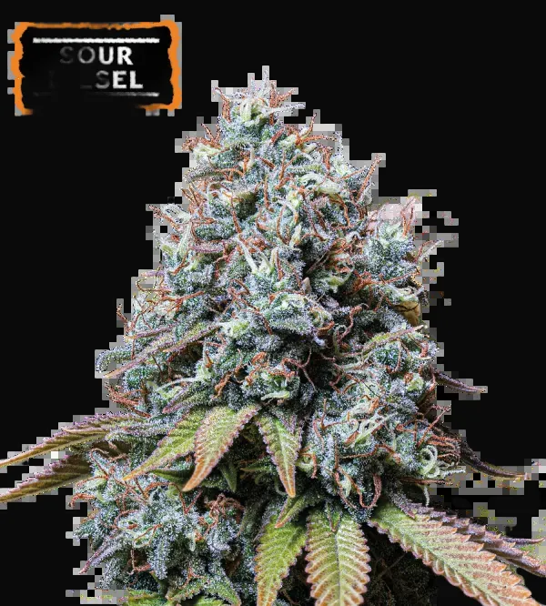 Sour Diesel