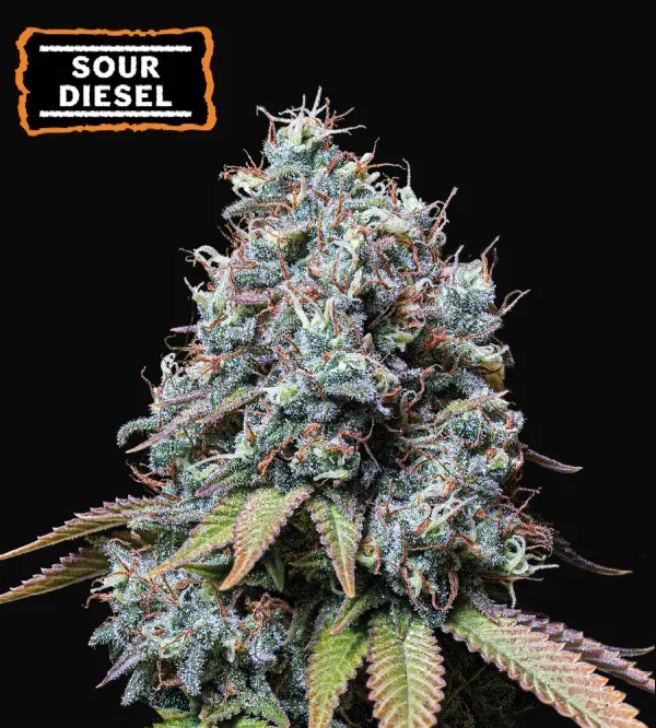 Sour Diesel