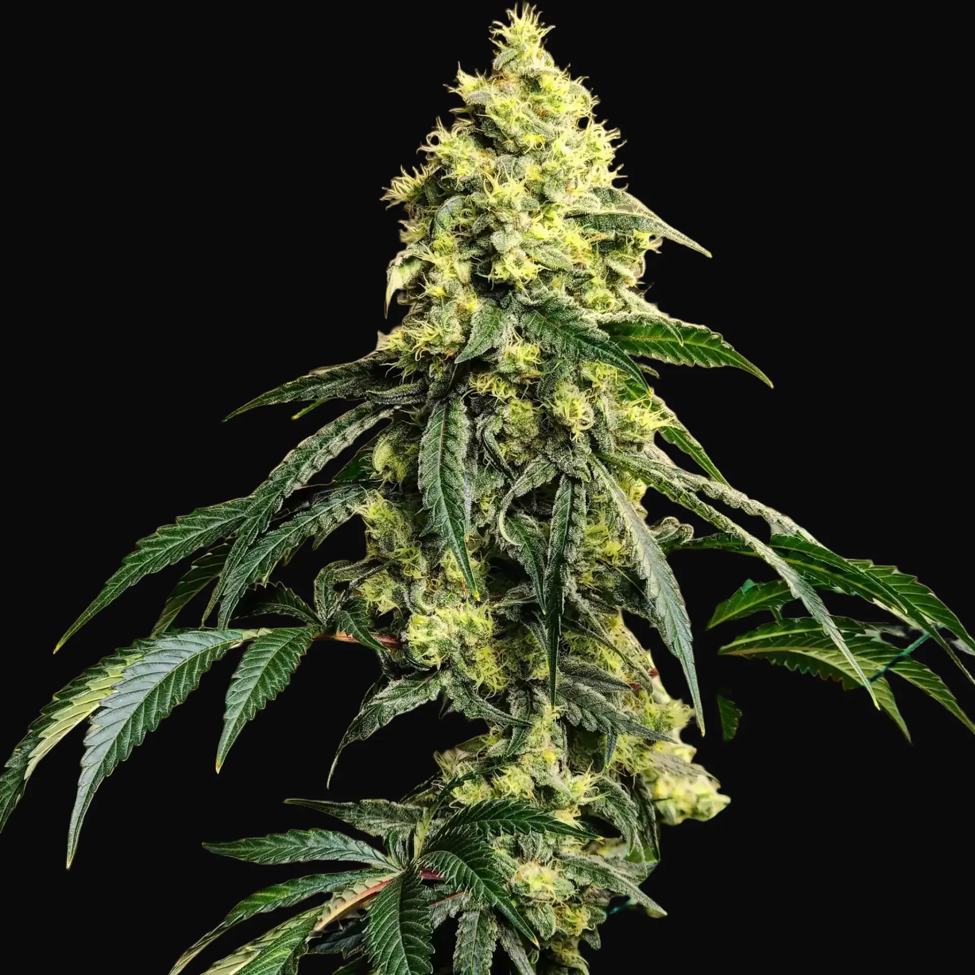 Sour G R1