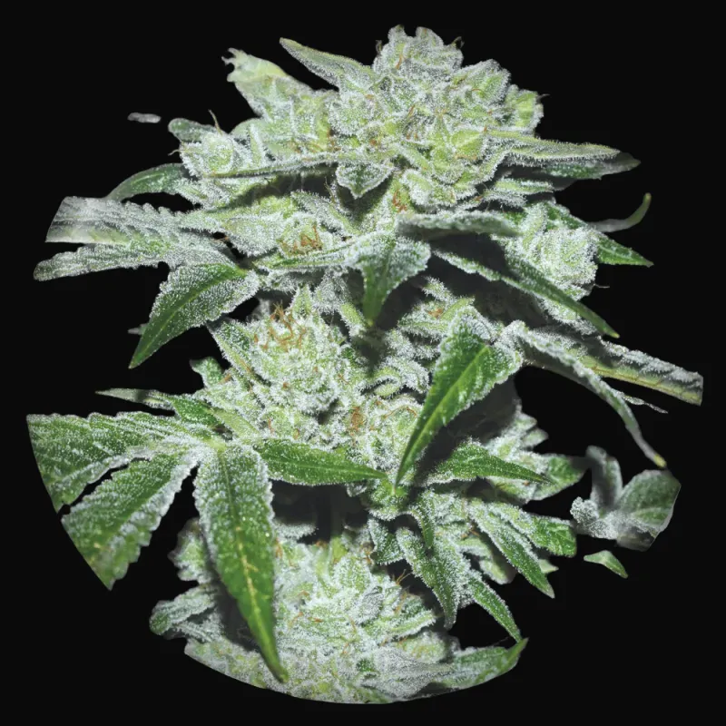 Sour Glue
