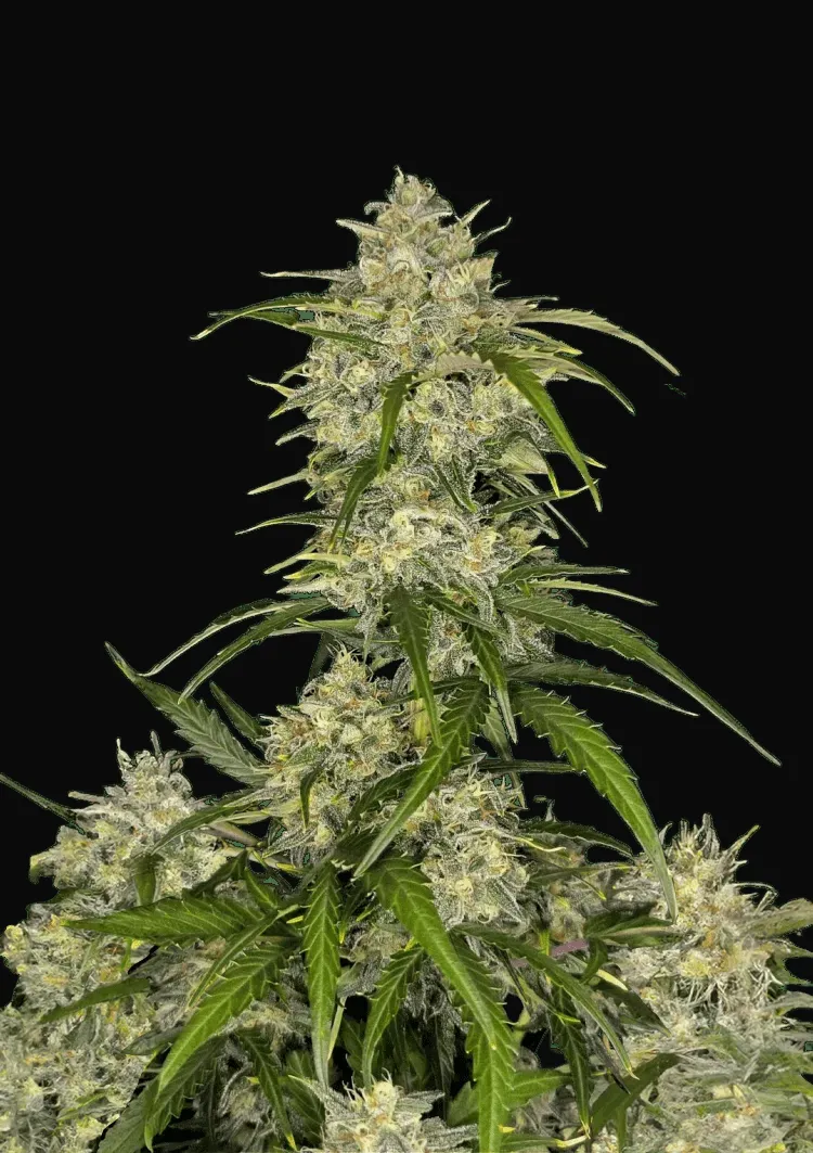 Sour Jealousy Auto