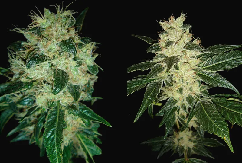 Sour P