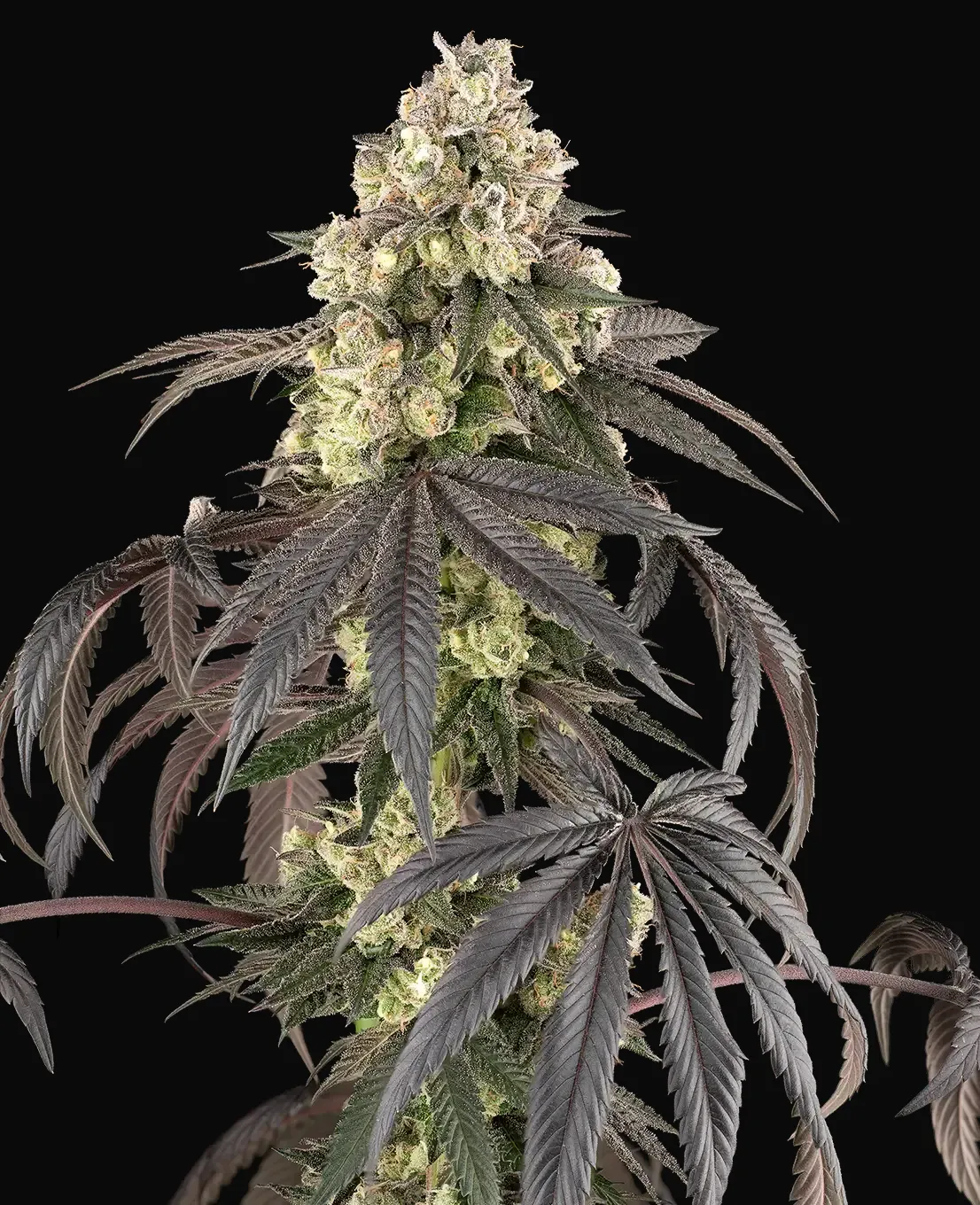 Sour Sherb Feminized