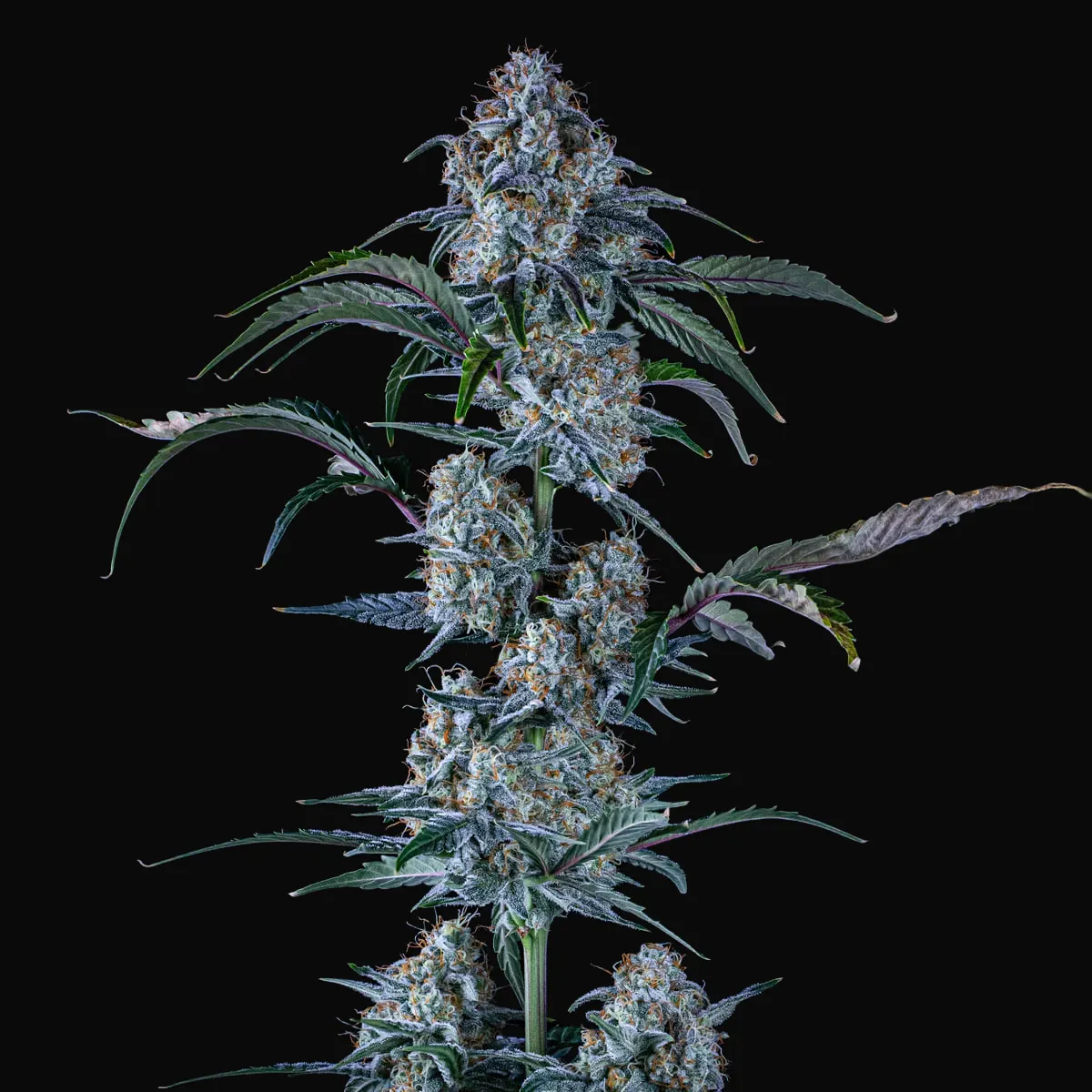 Sour Stomper Auto