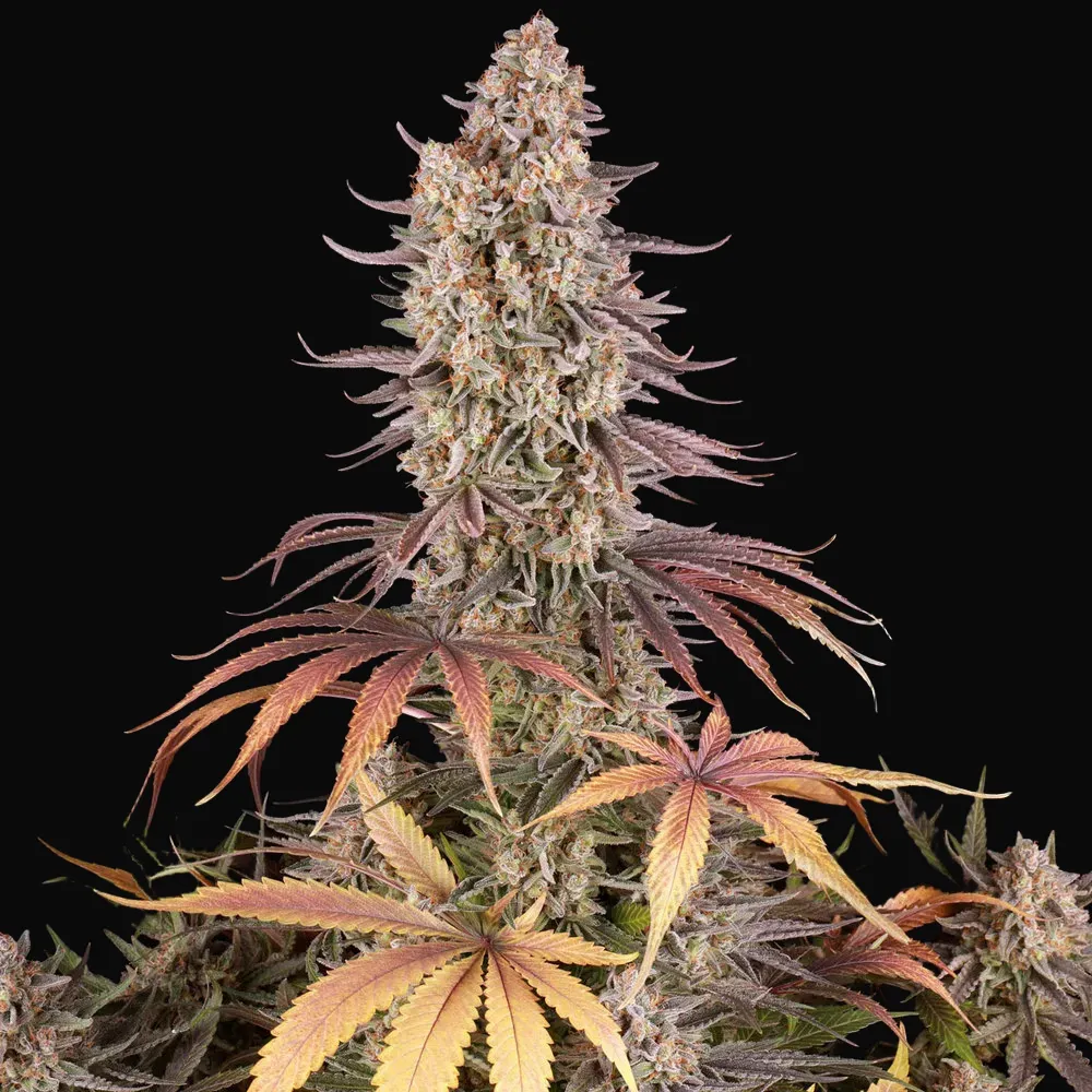 Sour Strawberry