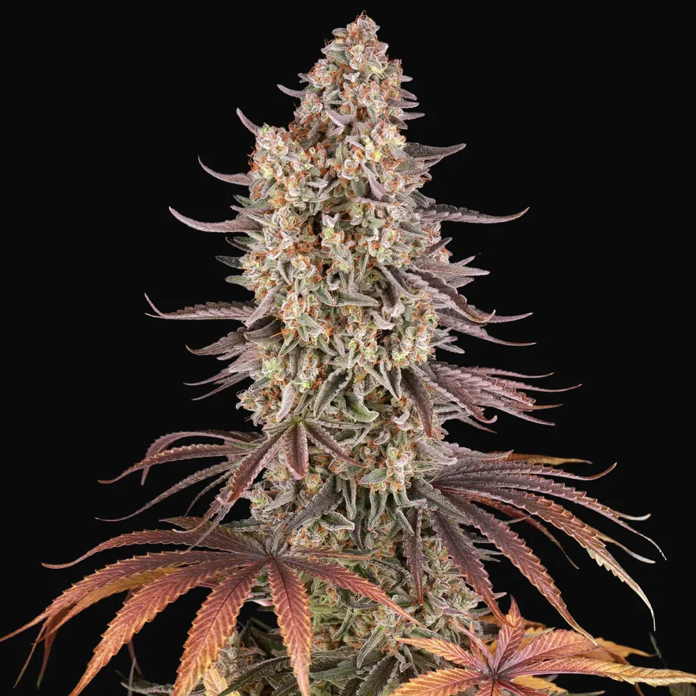 Sour Strawberry