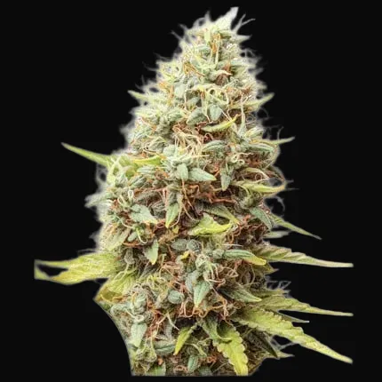 Sour Tangie Dawg
