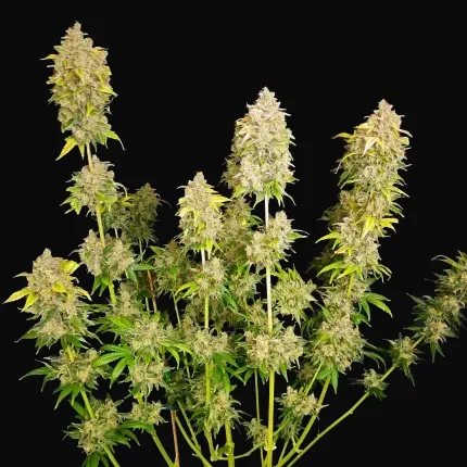 Sour Tangie Dawg