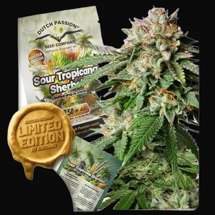 Sour Tropicana Sherbet