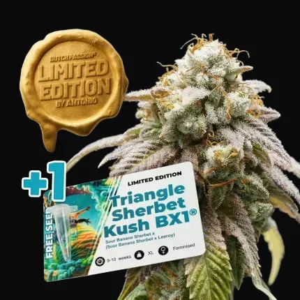 Sour Tropicana Sherbet