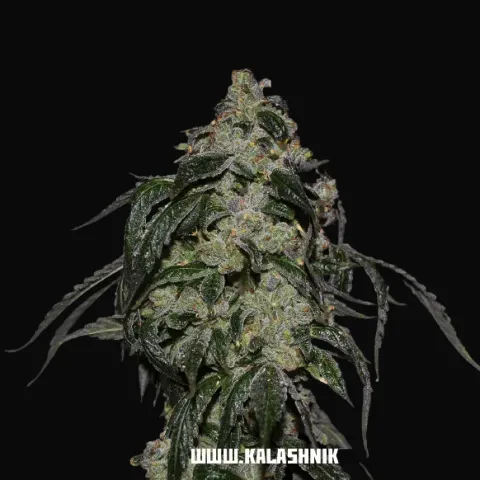 Soyuz OG Express